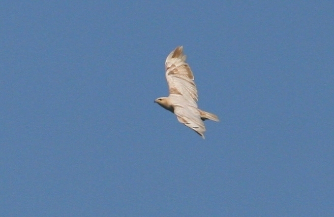 Poiana codabianca (Buteo rufinus)